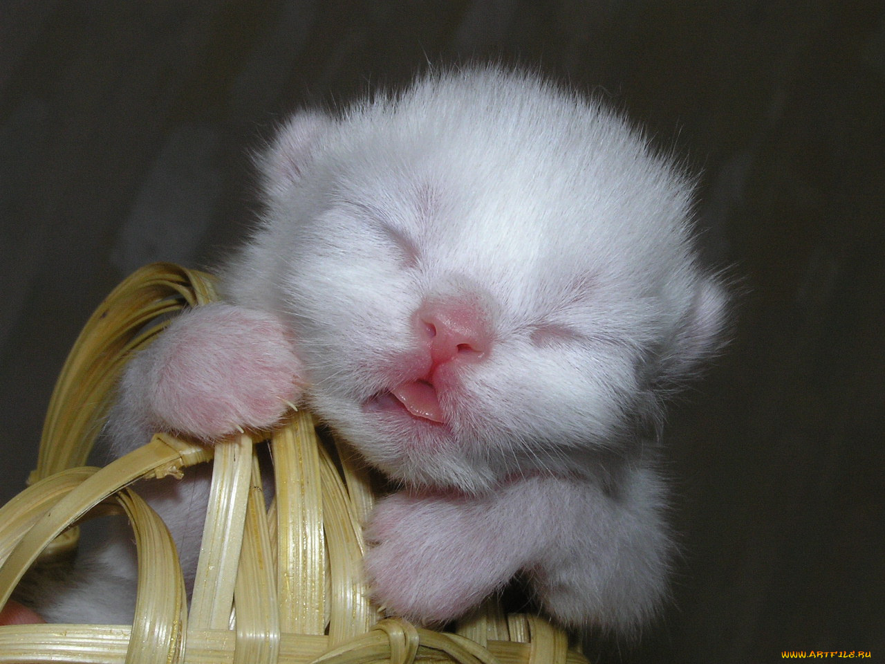 животные, коты