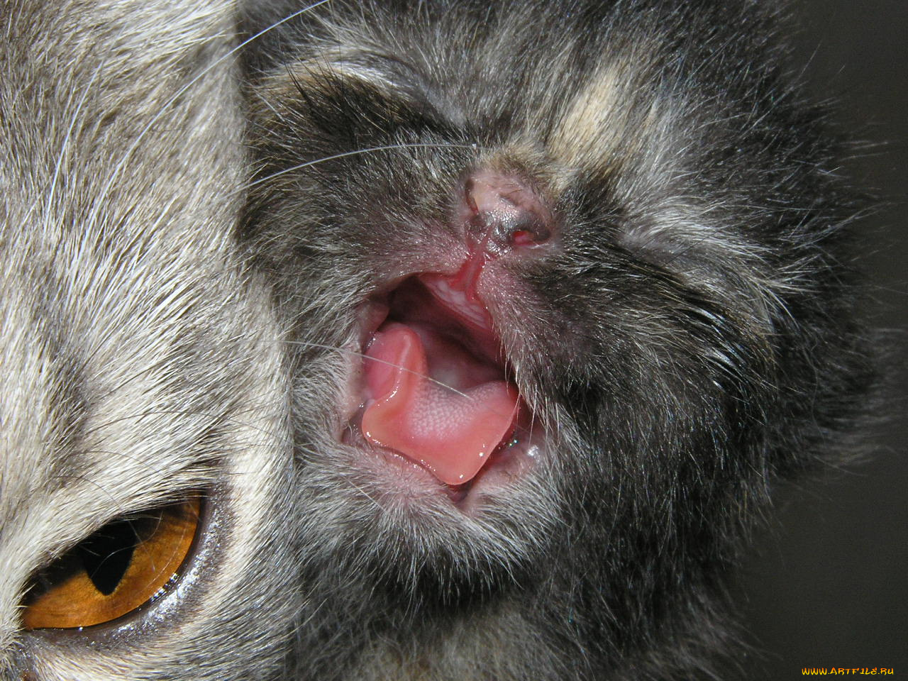 животные, коты