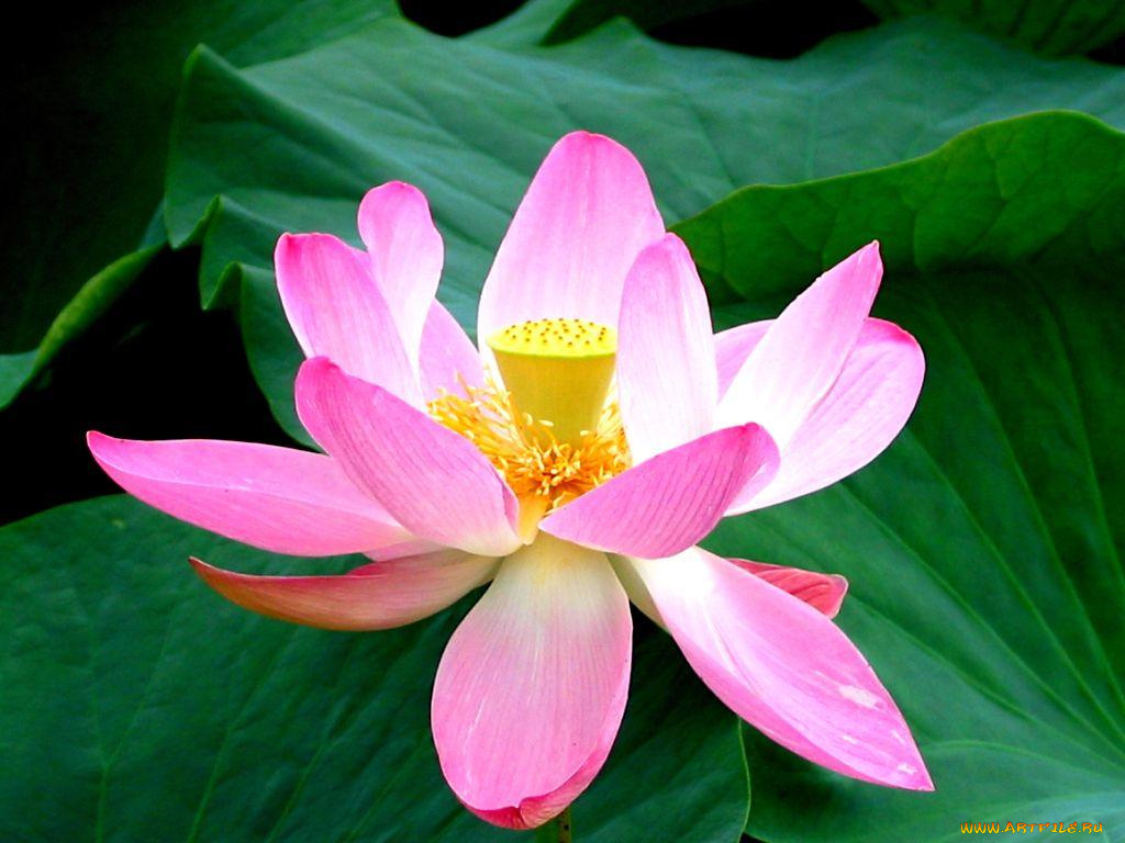 цветы, лотосы