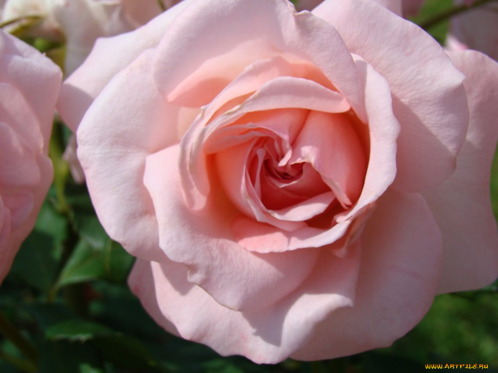 цветы, розы