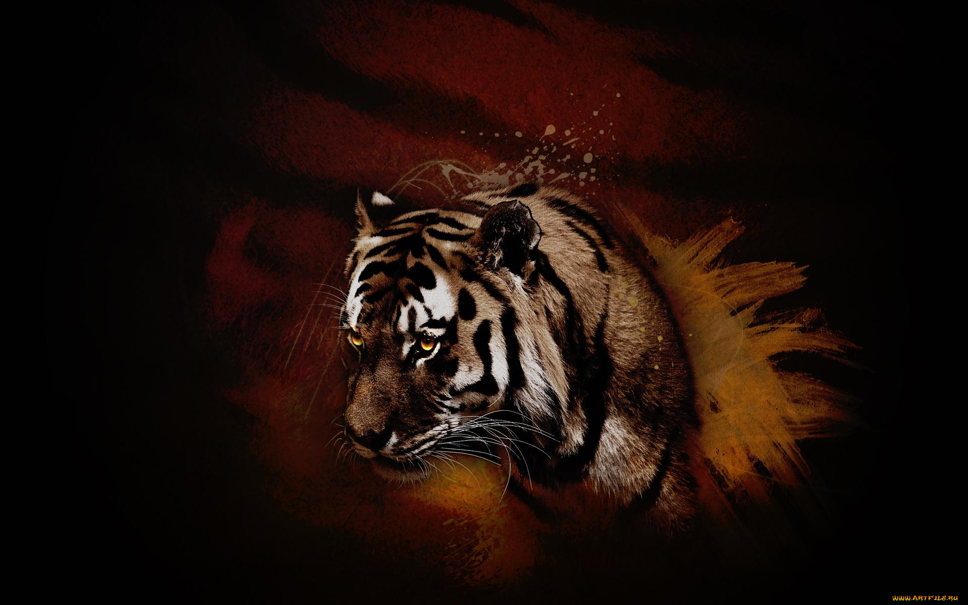 животные, тигры