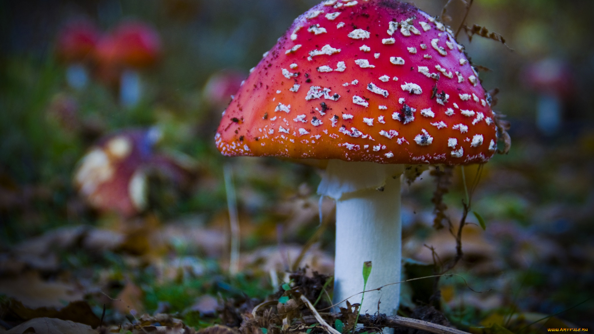 природа, грибы, , мухомор, лес, трава, мухомор, осень