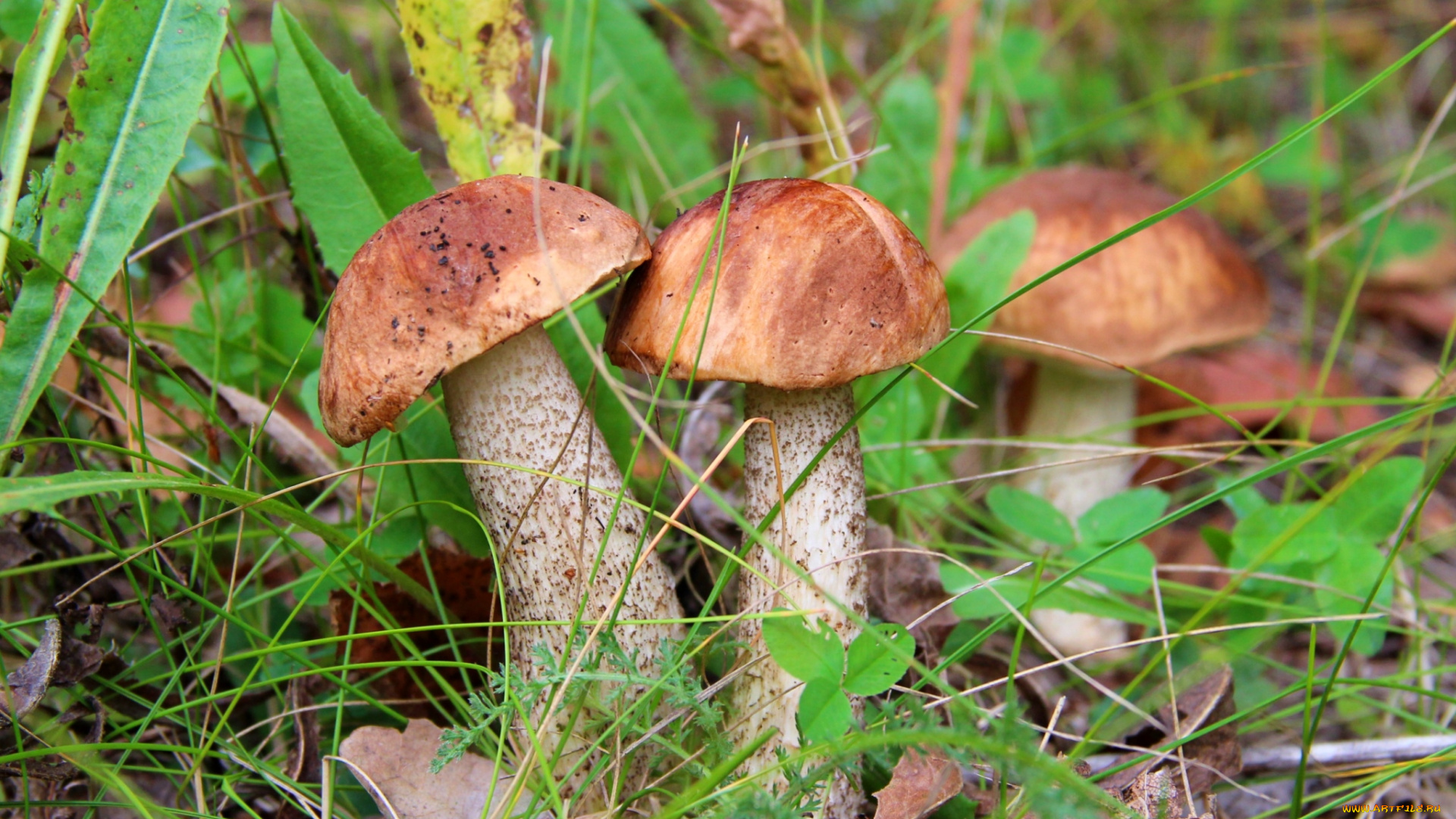 природа, грибы, трио