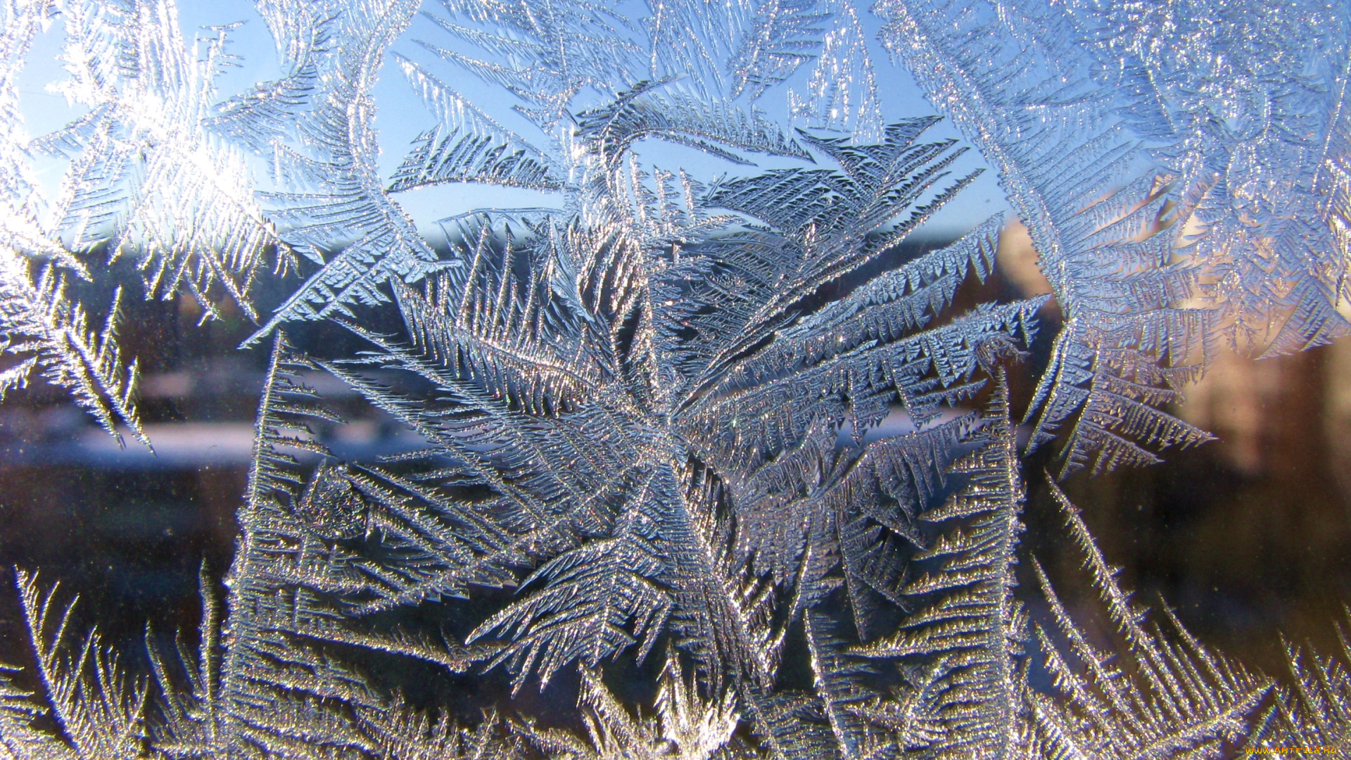 природа, макро, стекло, мороз