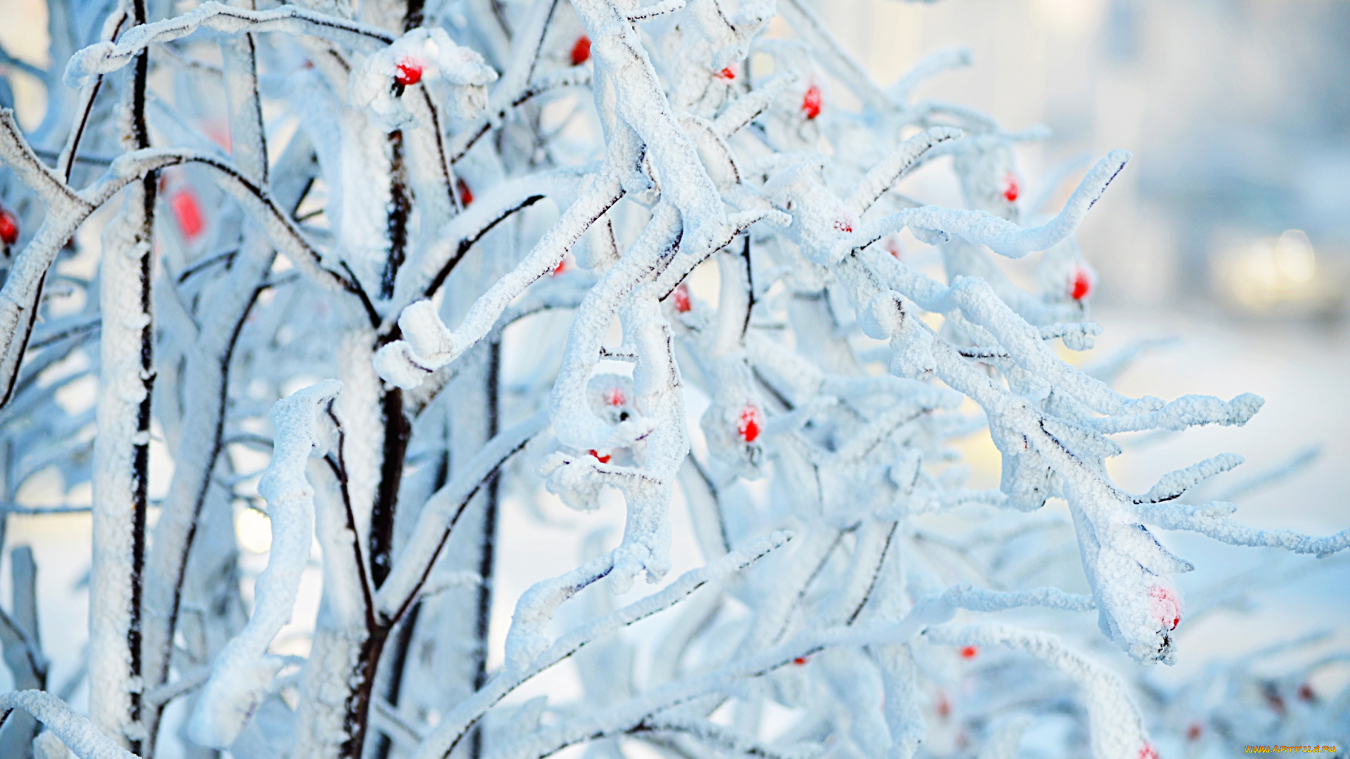 природа, зима, иней