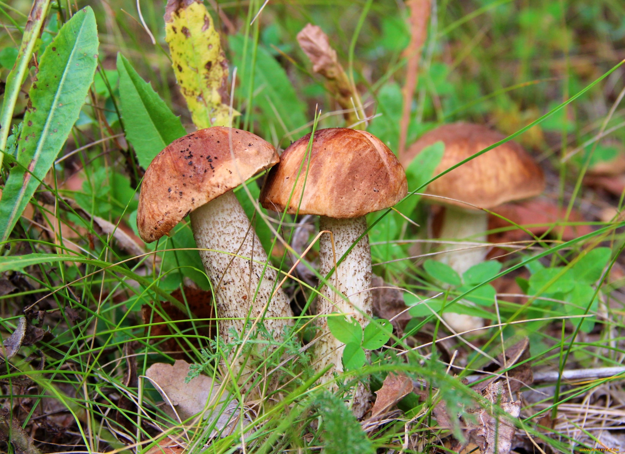 природа, грибы, трио