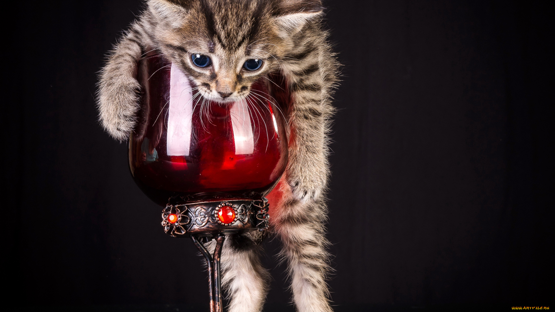 животные, коты, бокал, котенок