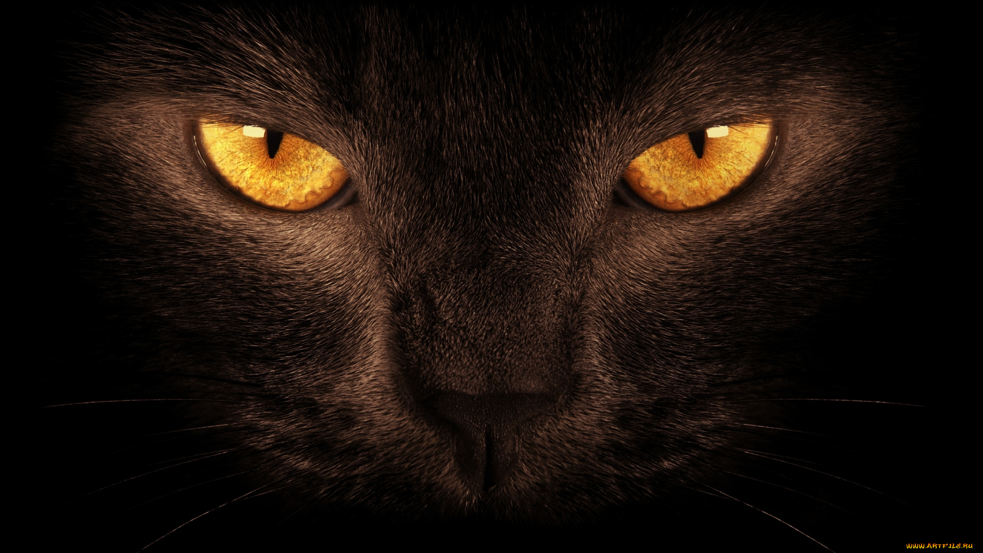животные, коты, тёмный, фон, глаза, черный, кот