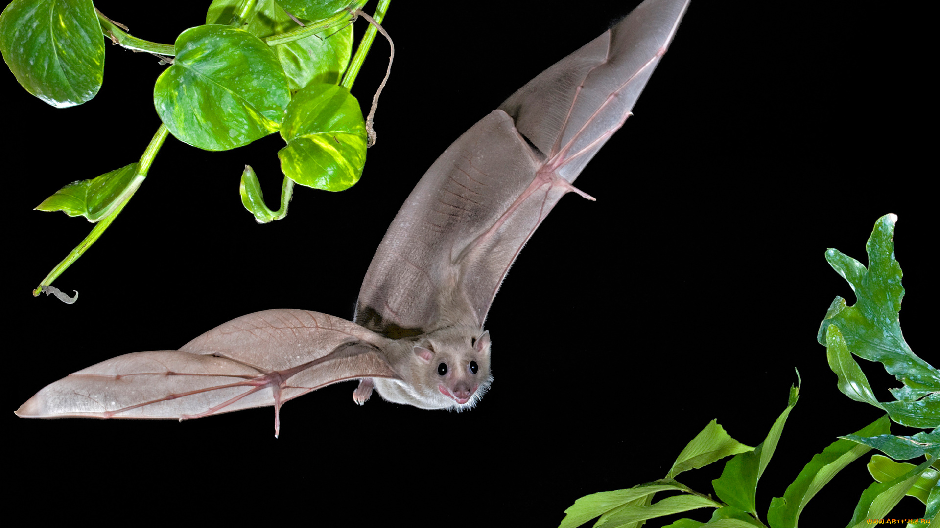 животные, летучие, мыши, свет, полет, листья, природа, ветка, летучая, мышь