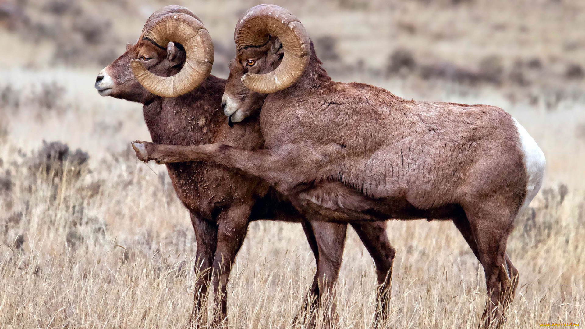 животные, овцы, , бараны, смотри, туда, путь, показует, нога, бараны, толсторогы