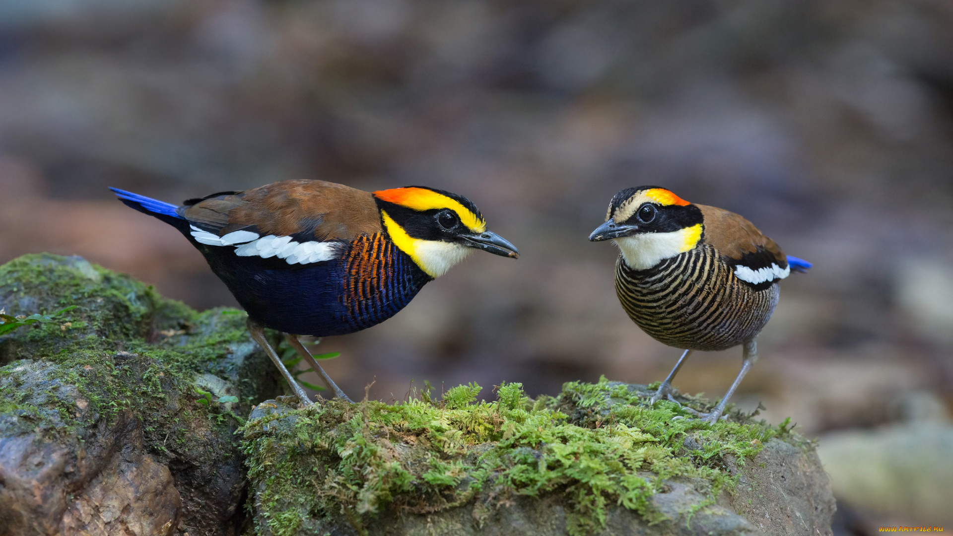 животные, питты, banded, pitta, птицы