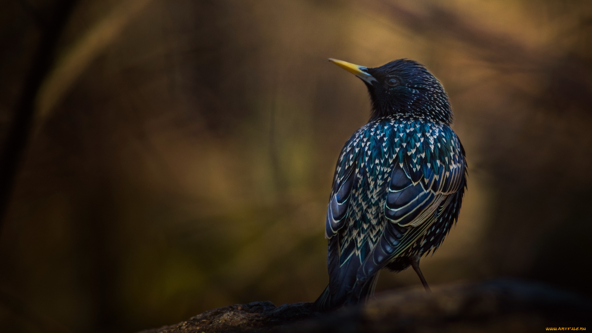 животные, птицы, птица, скворец, фон, ветка