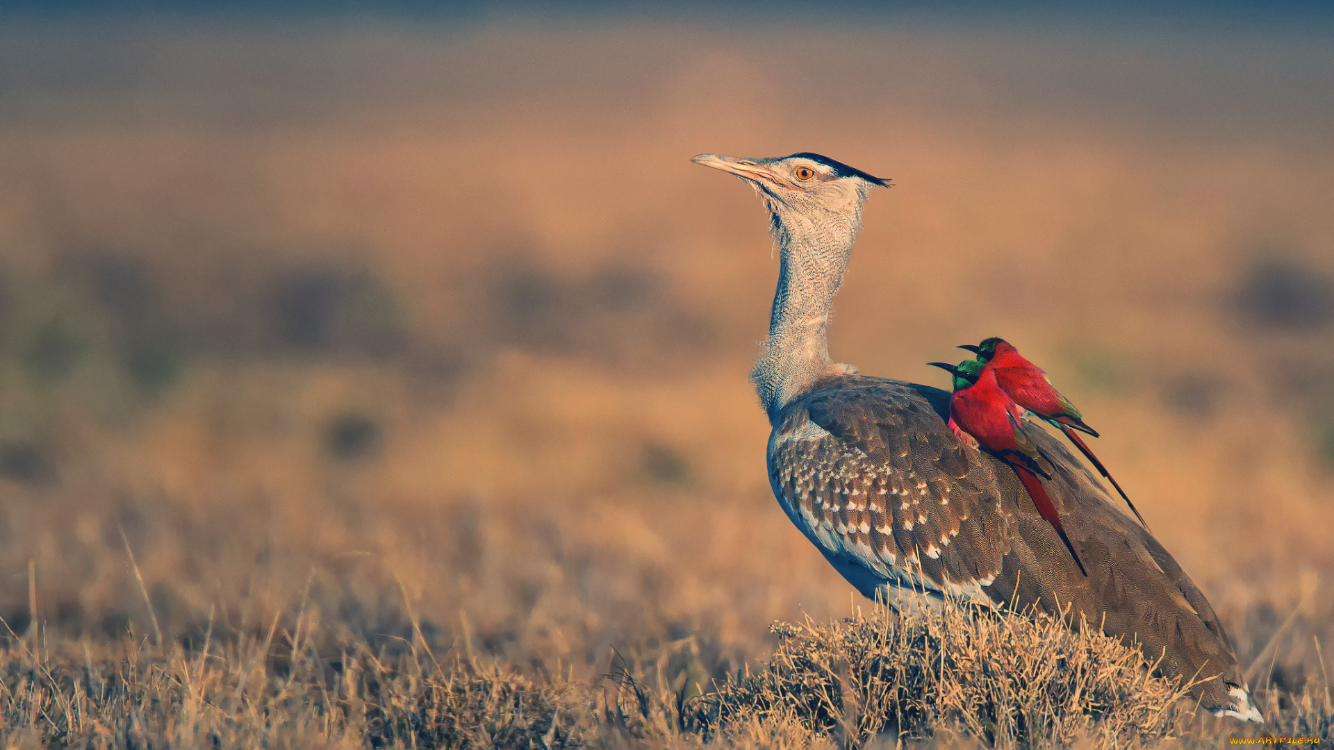 животные, разные, вместе, наездники, арабская, дрофа, афарская, котловина, нубийские, щурки