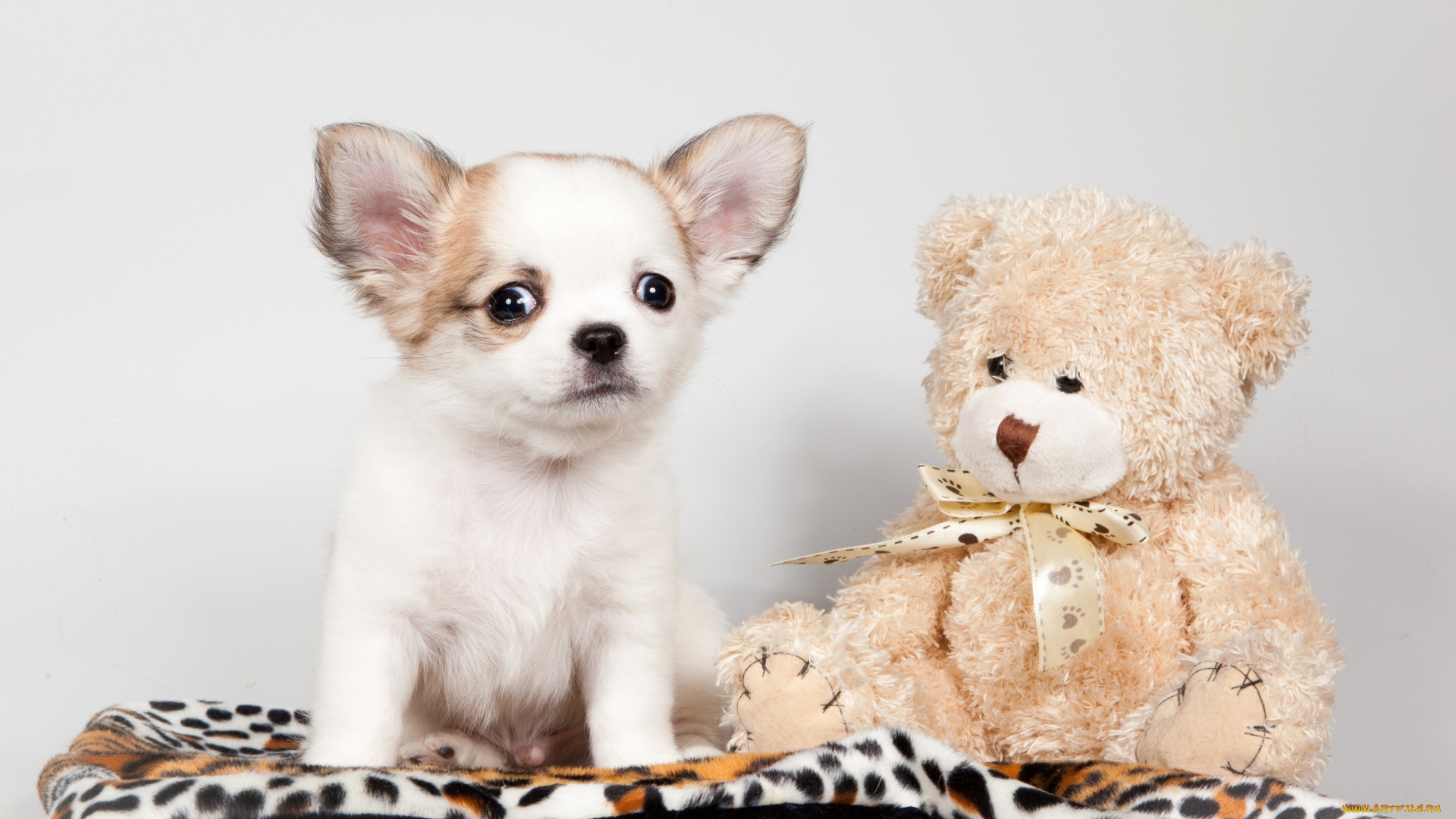 животные, собаки, игрушка, медвежонок, чихуахуа, щенок