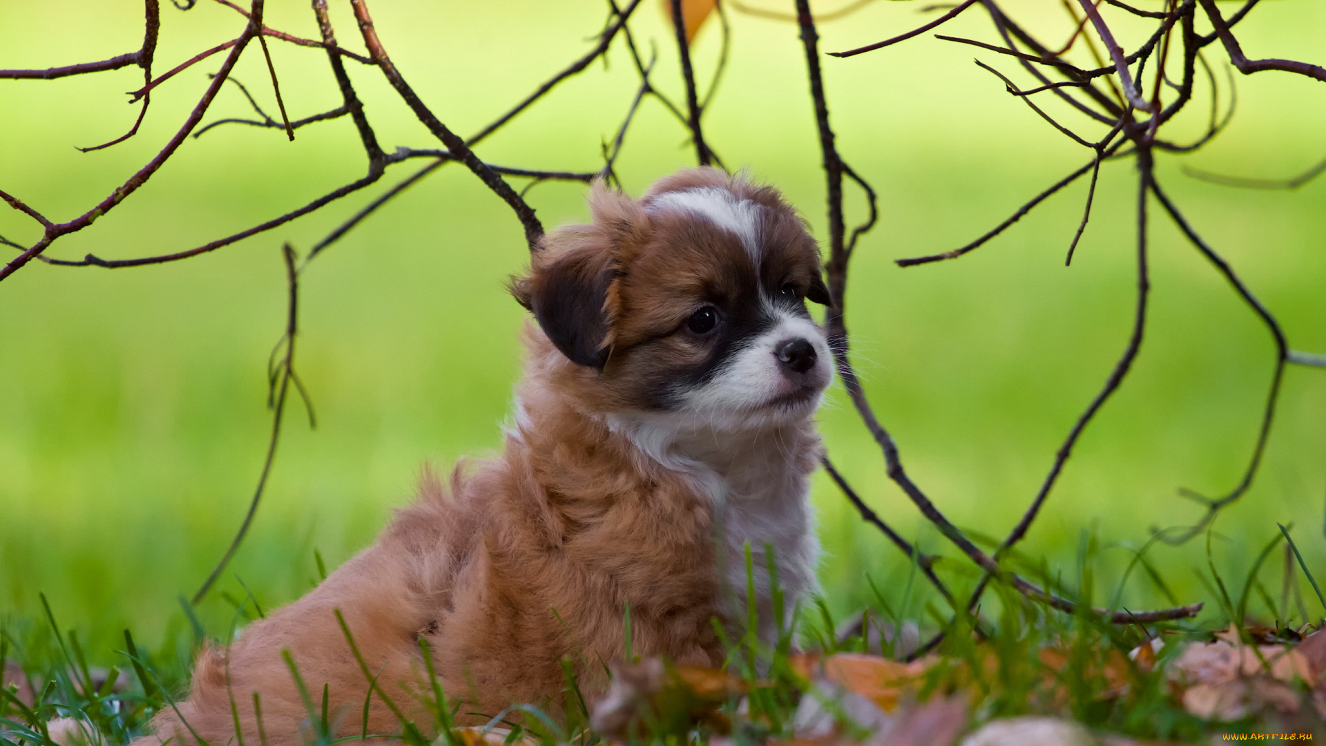 животные, собаки, щенок, фон