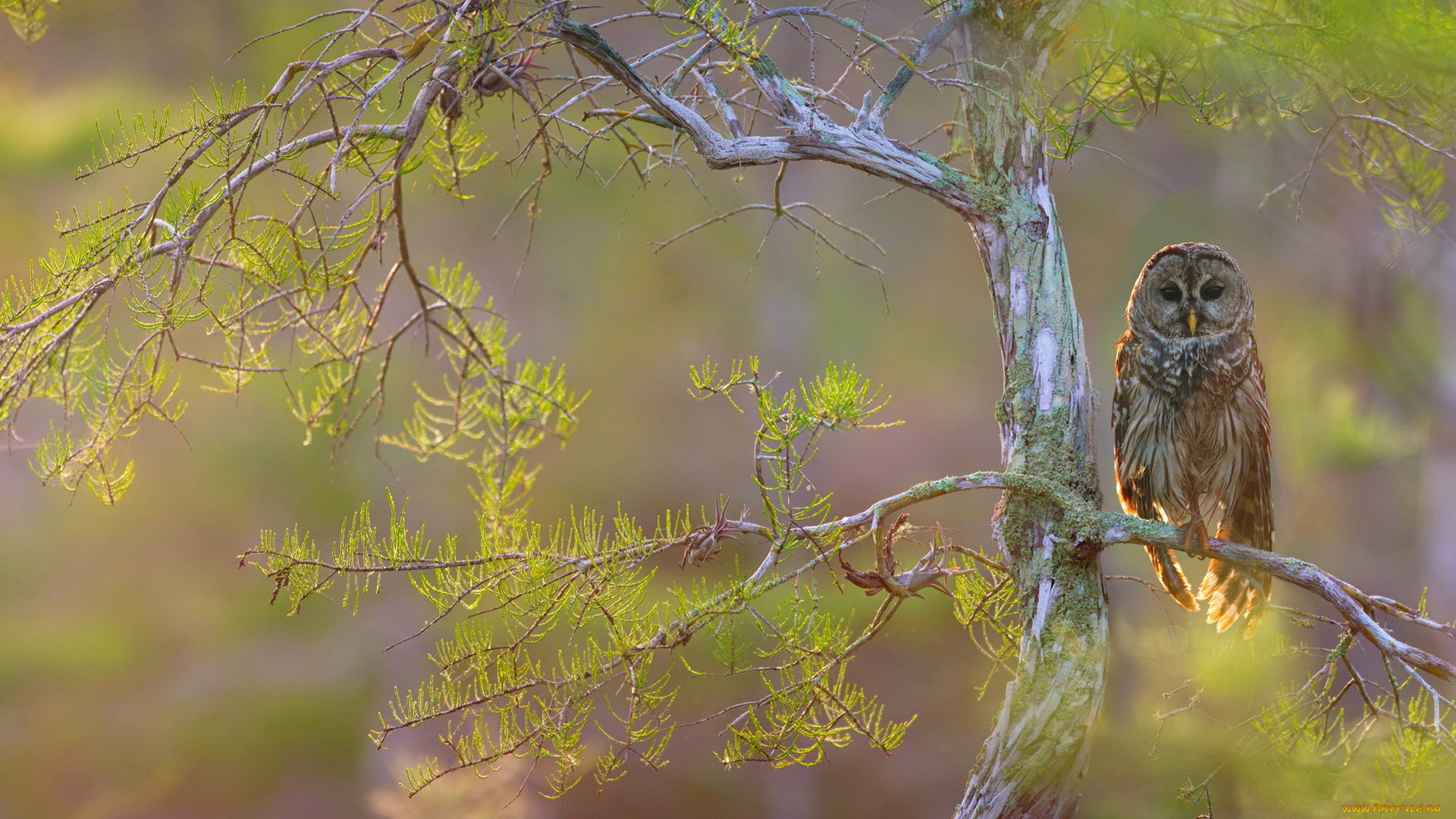 животные, совы, ястребиная, сова, птица, ветки, дерево
