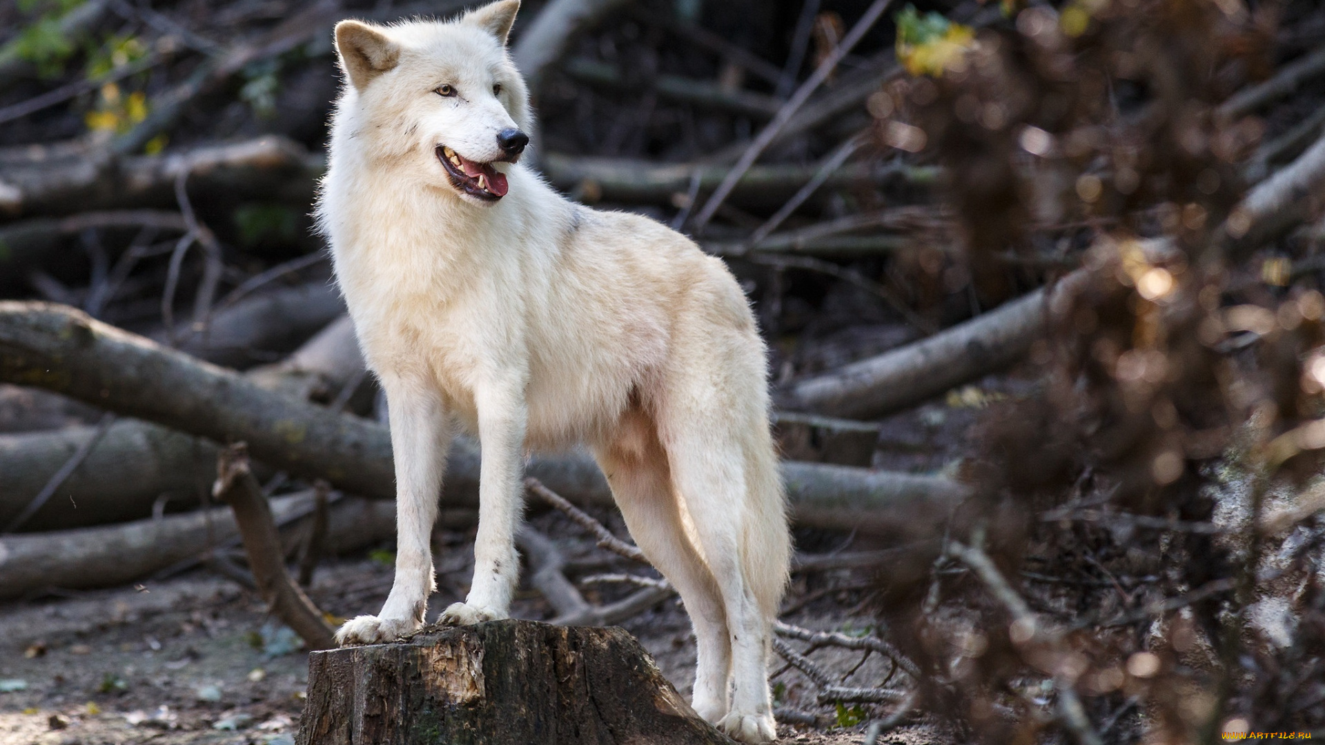 животные, волки, , койоты, , шакалы, белый, волк, хищник