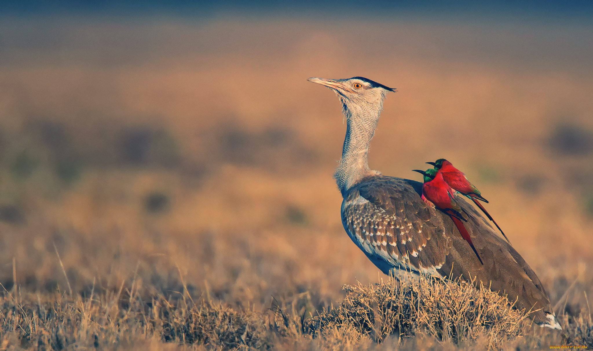 животные, разные, вместе, наездники, арабская, дрофа, афарская, котловина, нубийские, щурки