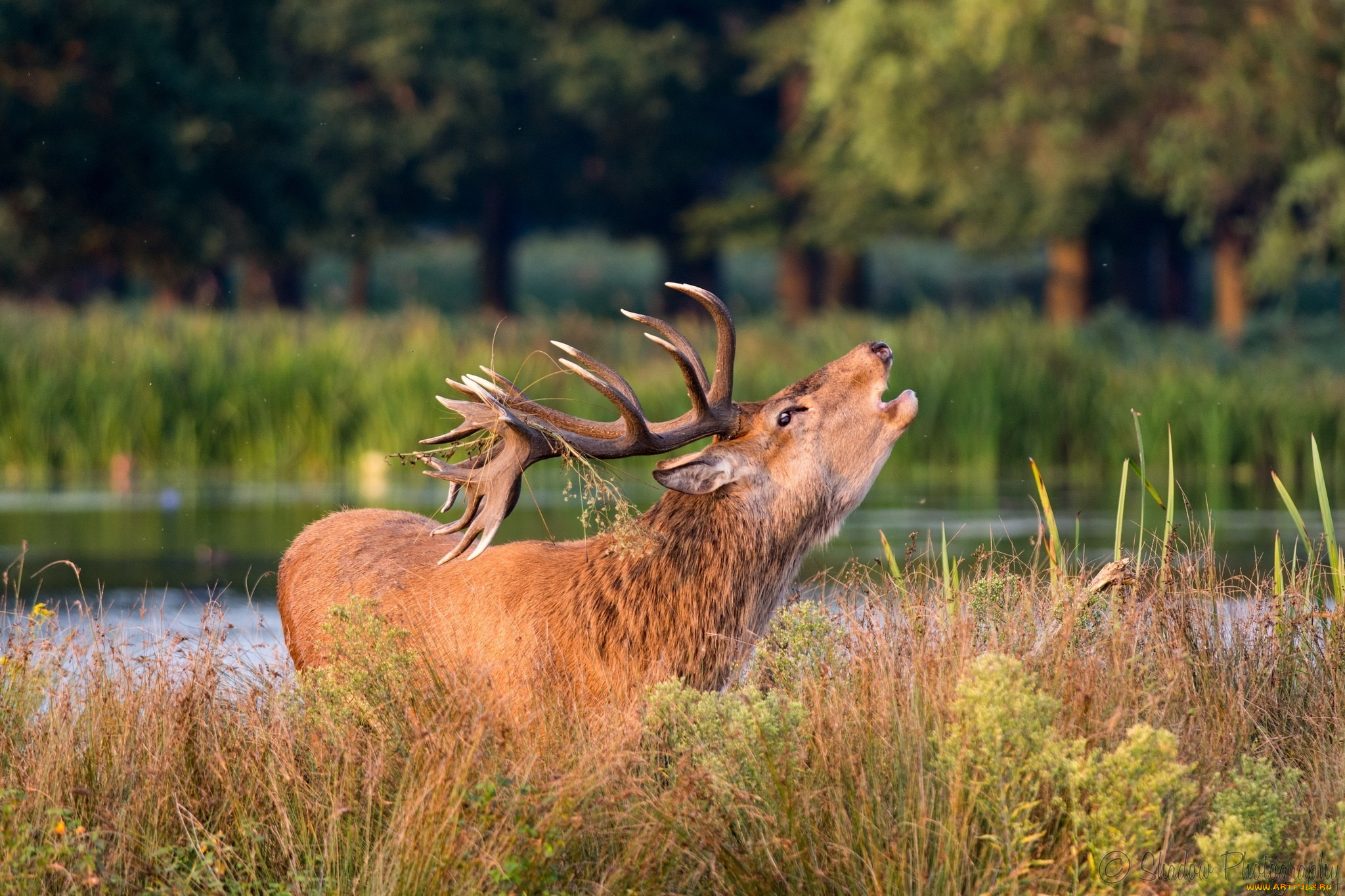 животные, олени, рога, трава, берег, осень, зов, морда