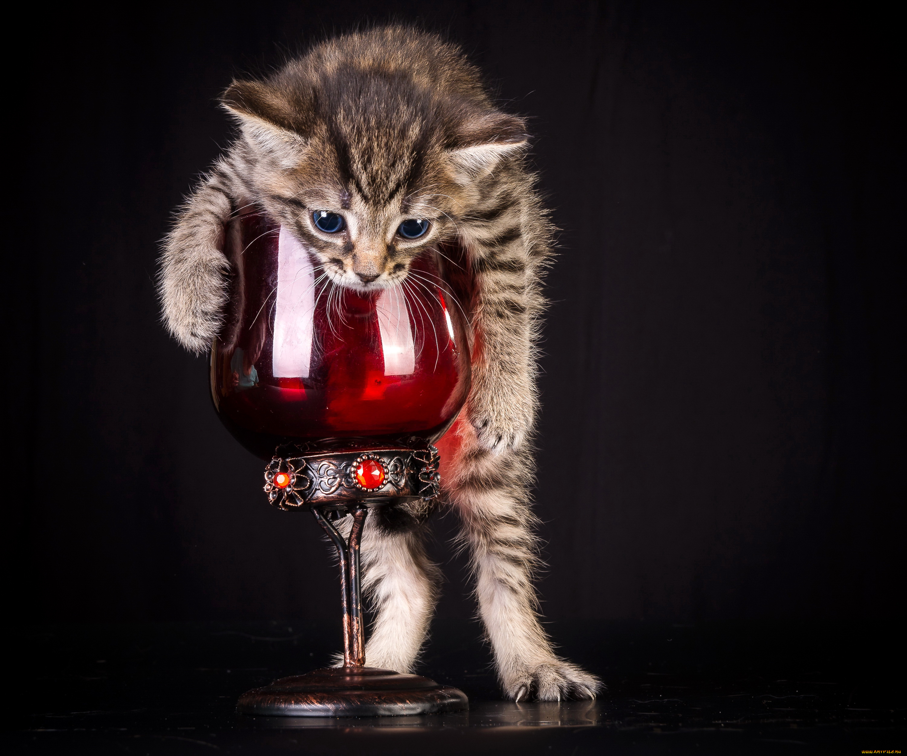 животные, коты, бокал, котенок