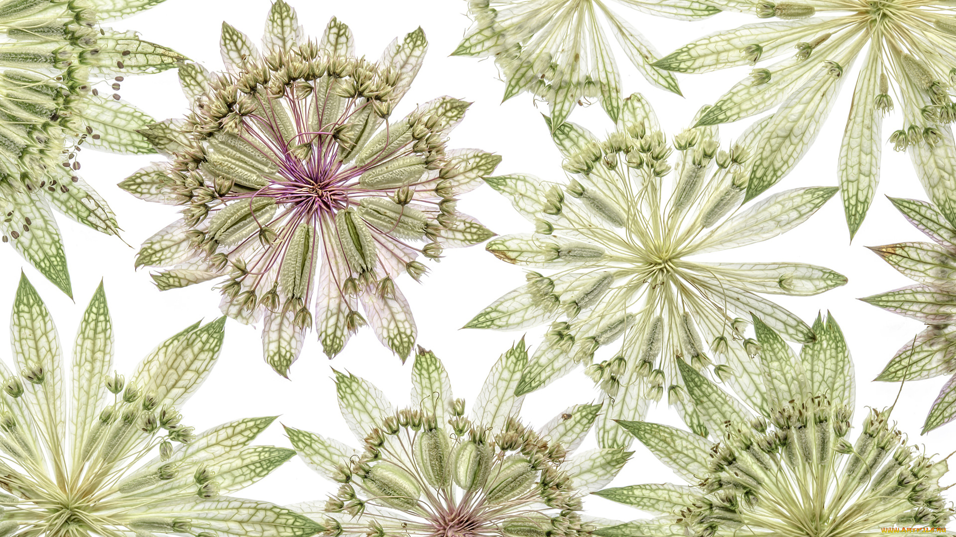 разное, компьютерный, дизайн, узор, лепестки, цветы