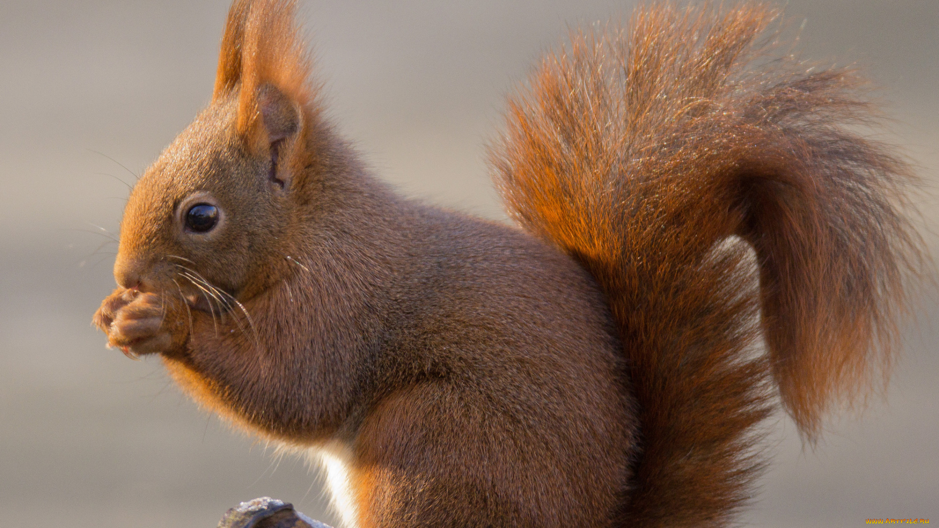 животные, белки, белка