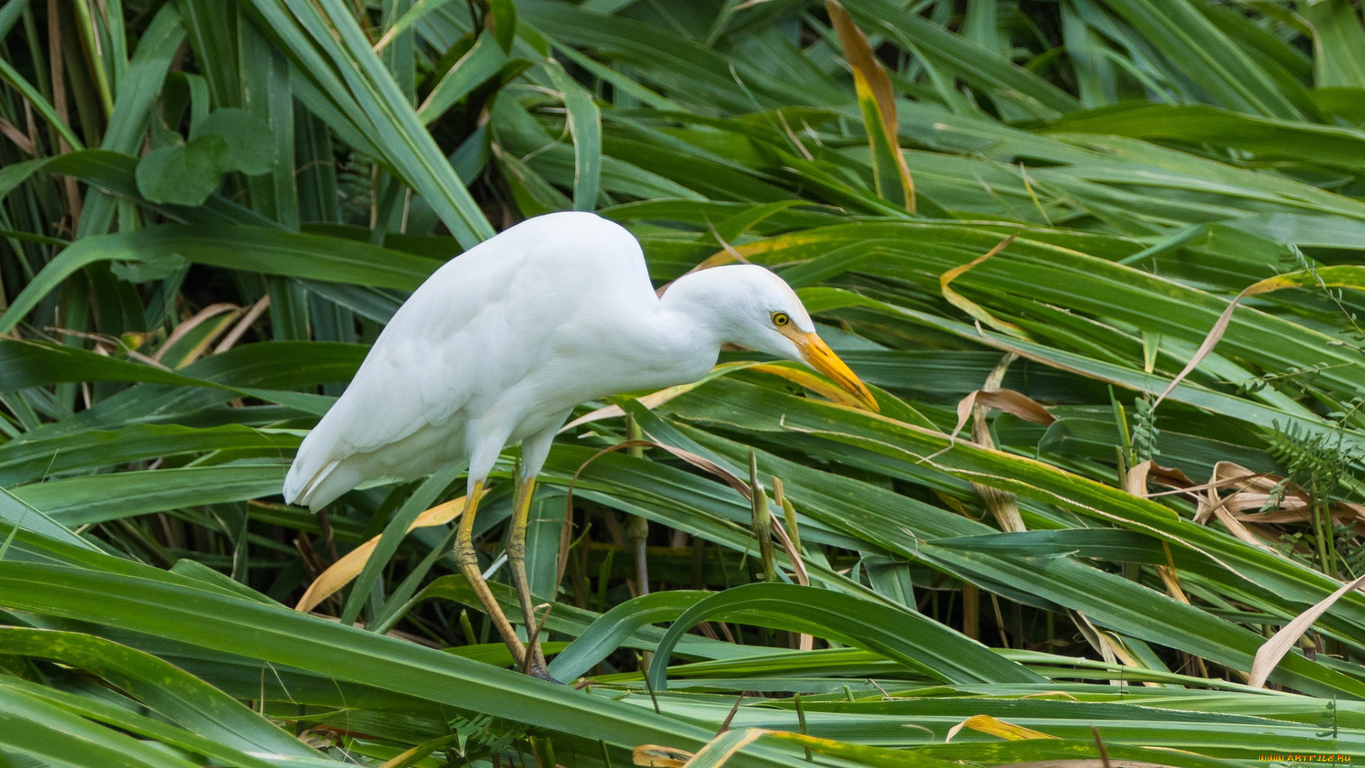 животные, цапли, , выпи, цапля, белая