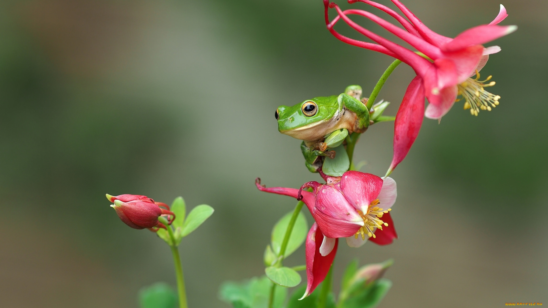 животные, лягушки, цветы, древесница, квакша, лягушка, макро