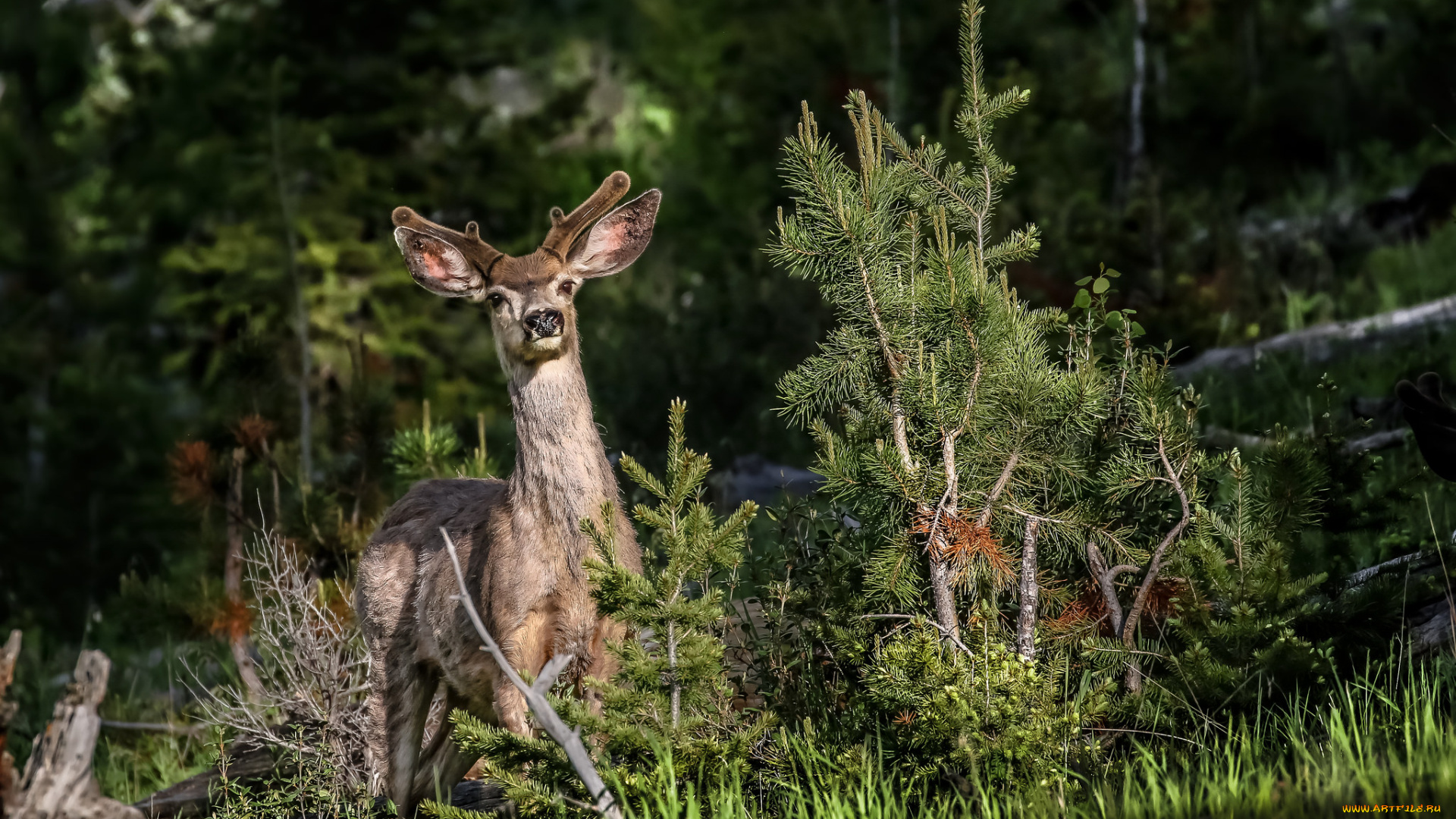 животные, олени, рога, олень