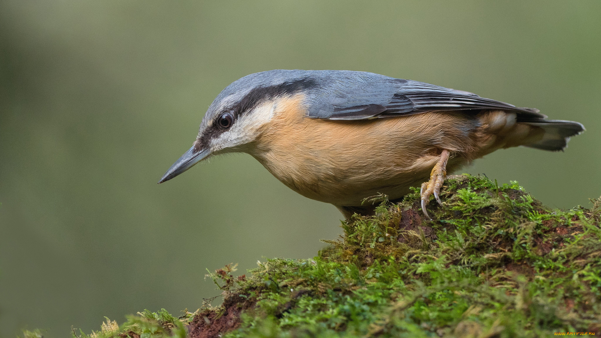 животные, поползни, поползень