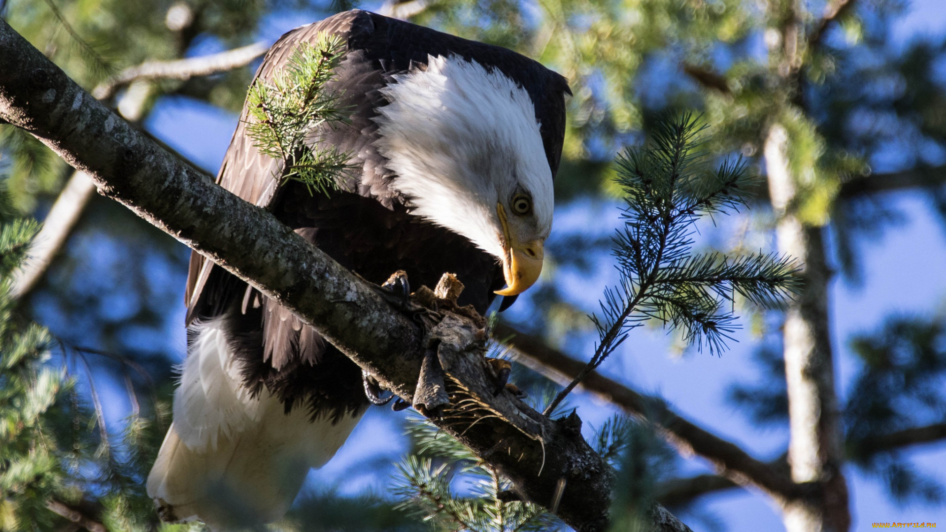 животные, птицы, -, хищники, белоголовый, орлан