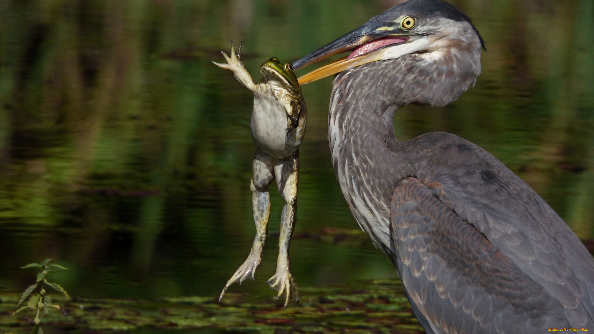 животные, разные, вместе, цапля, добыча, лягушка