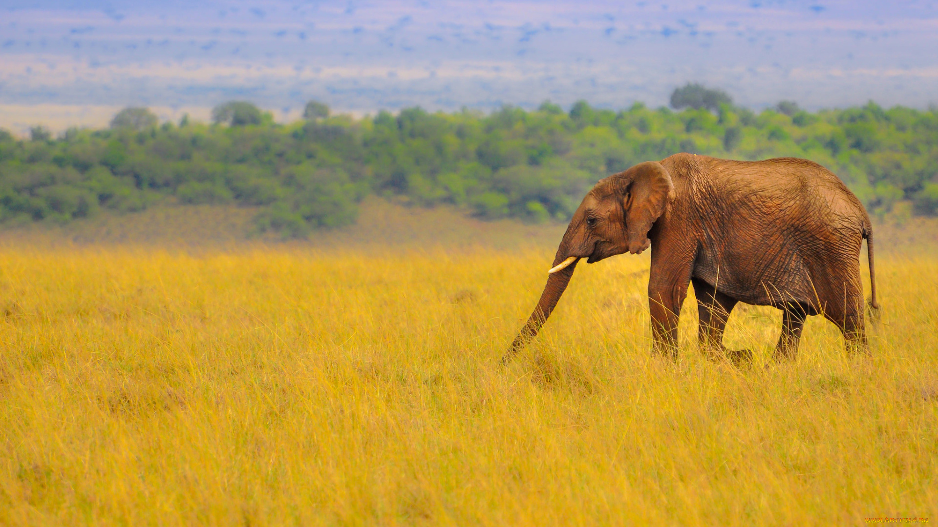 животные, слоны, слон, саванна, африка, трава, природа