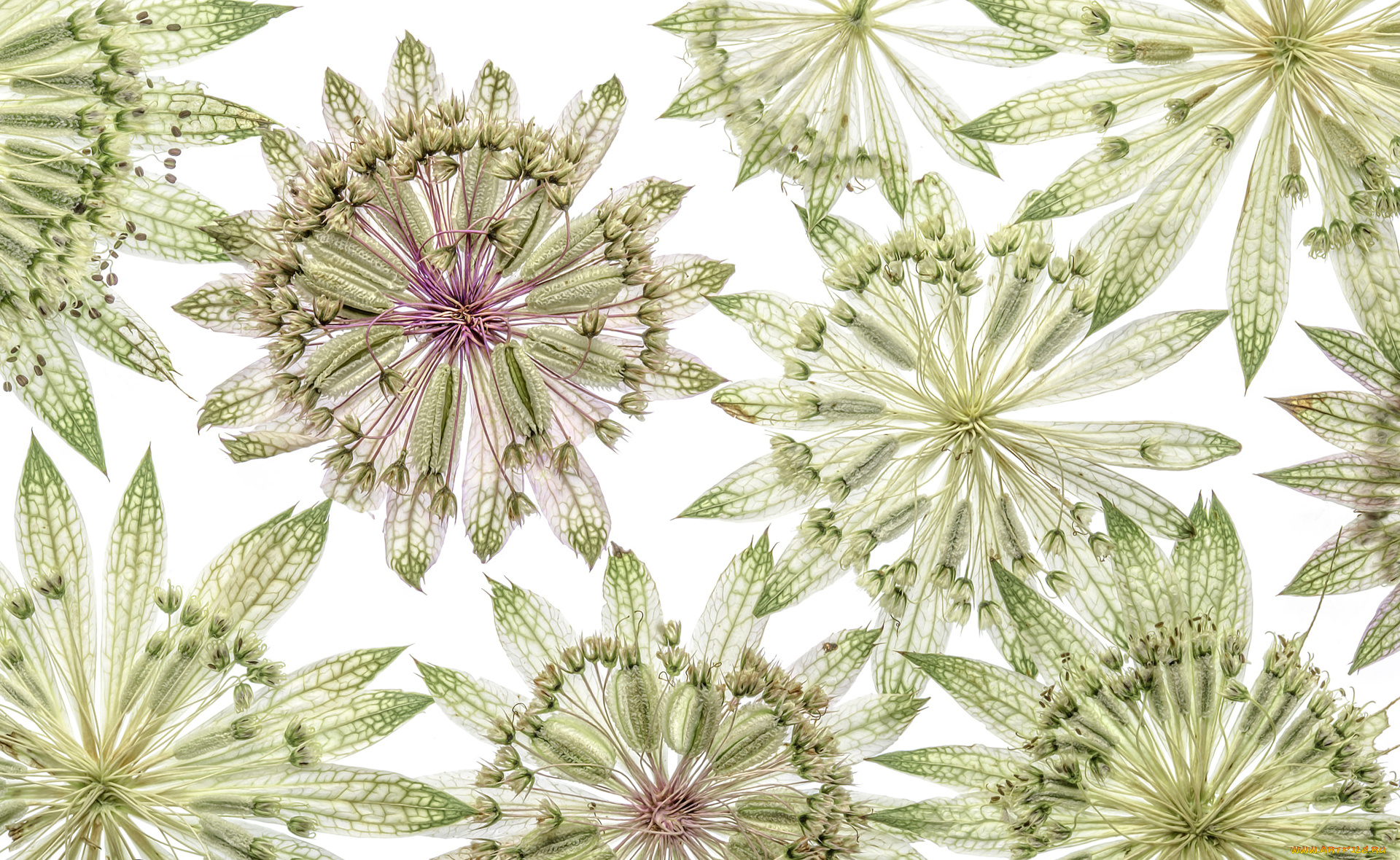 разное, компьютерный, дизайн, узор, лепестки, цветы