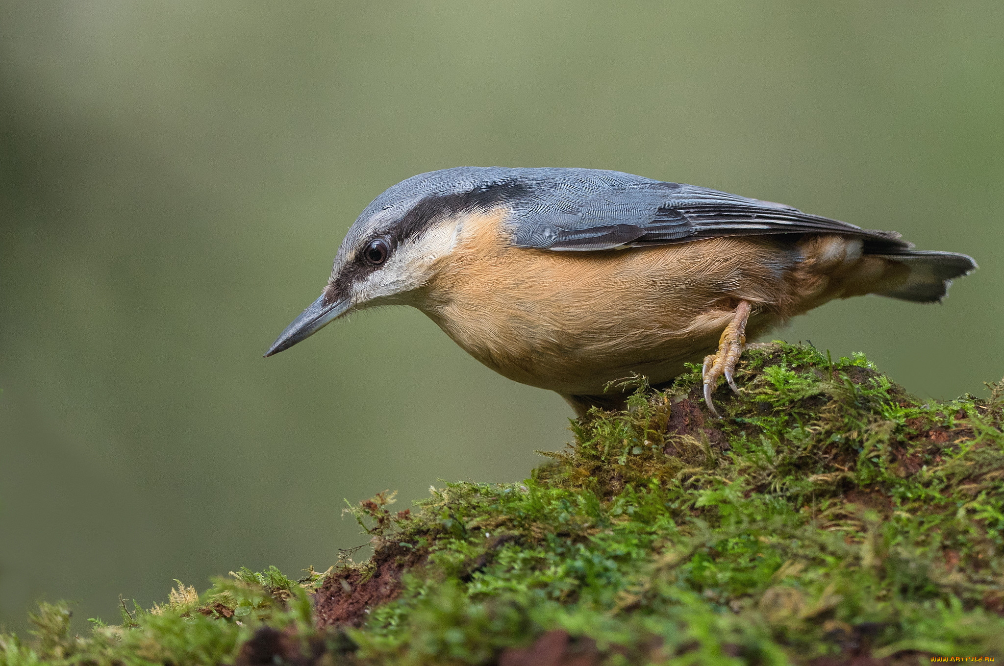 животные, поползни, поползень