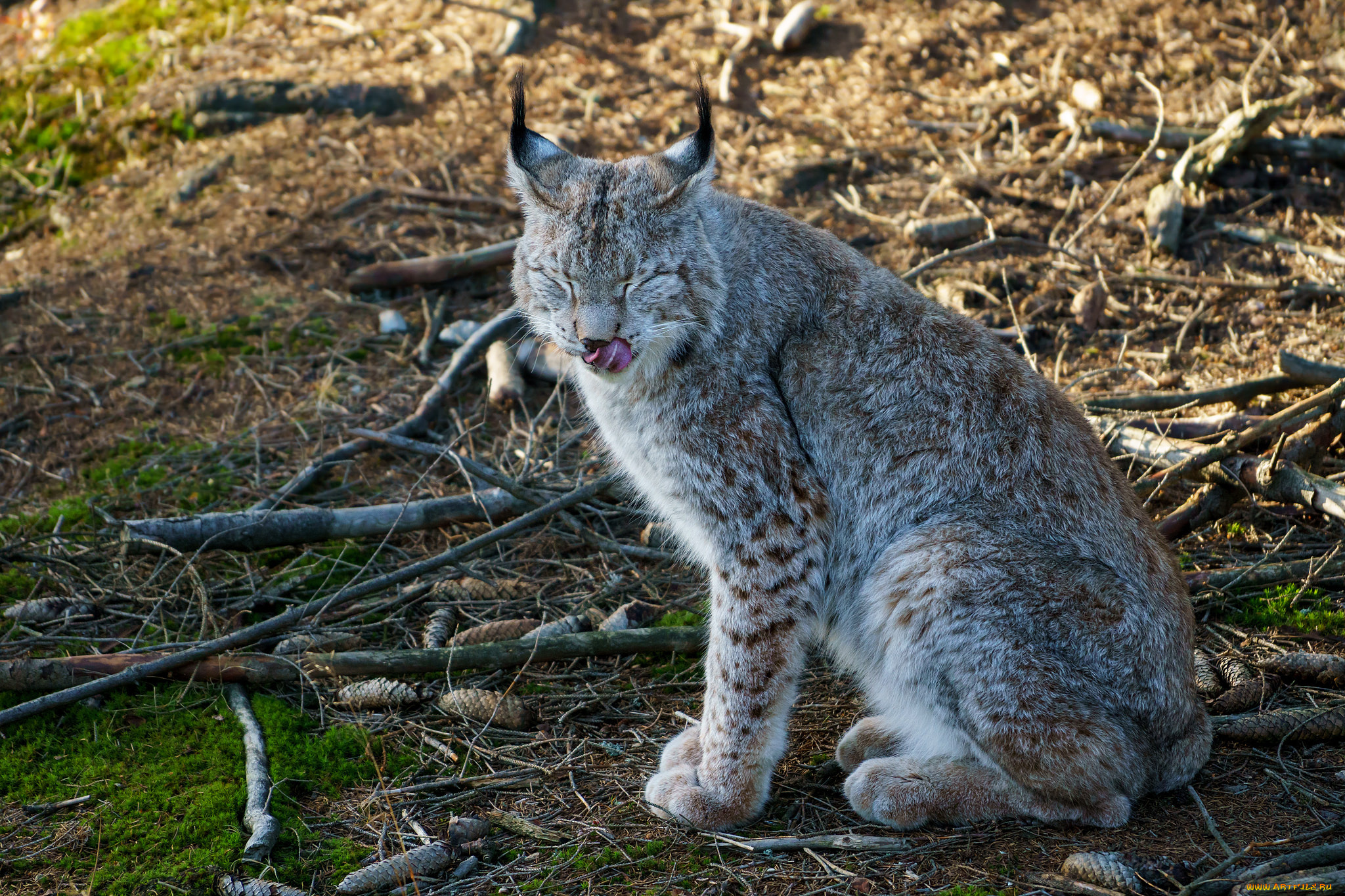 животные, рыси, рысь