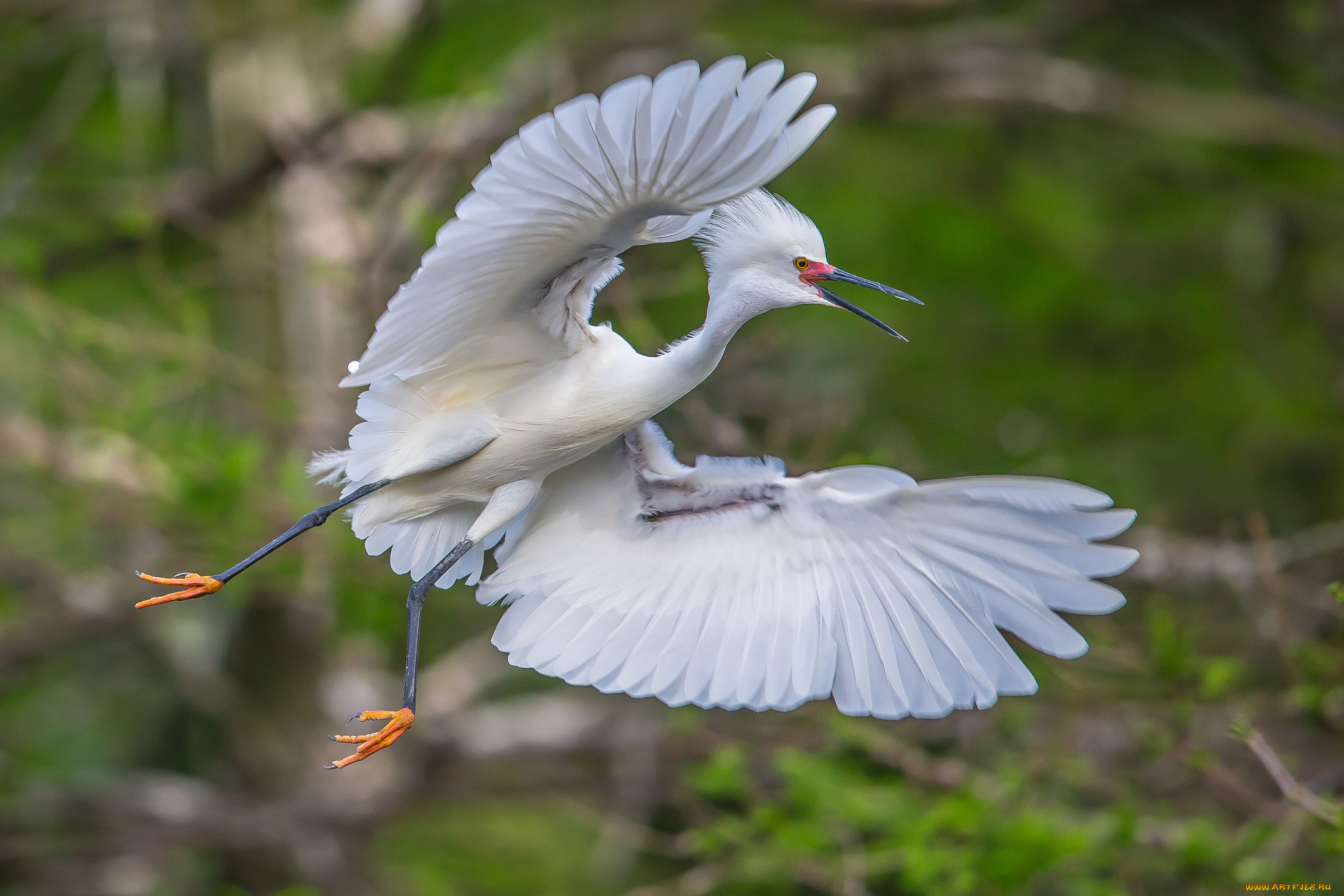 животные, цапли, , выпи, цапля, белая