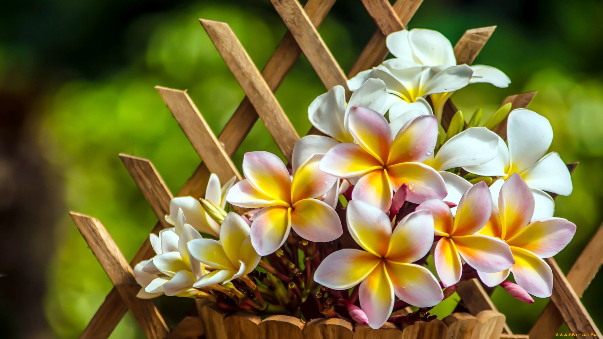 цветы, плюмерия, капли