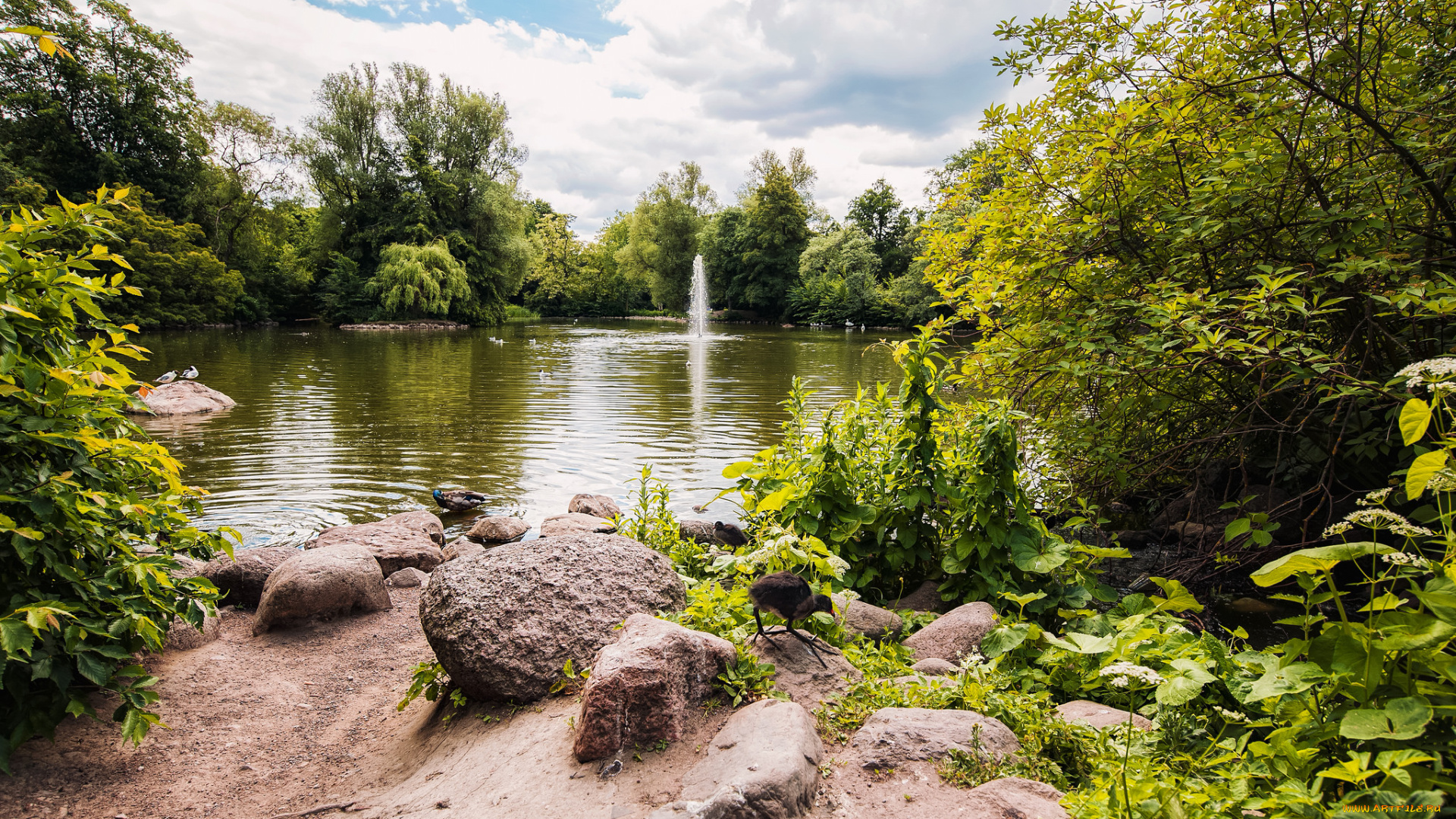 природа, реки, озера, лес, река