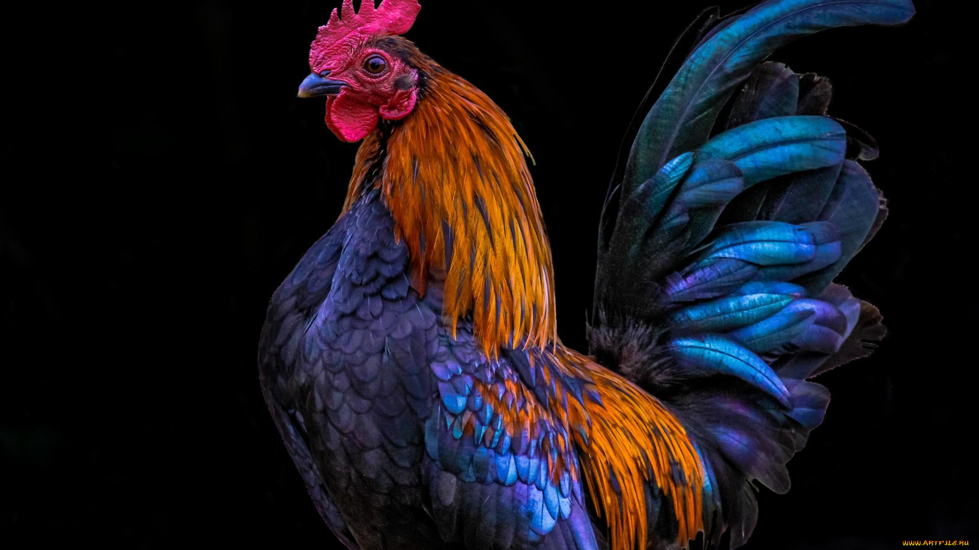 животные, куры, , петухи, петух