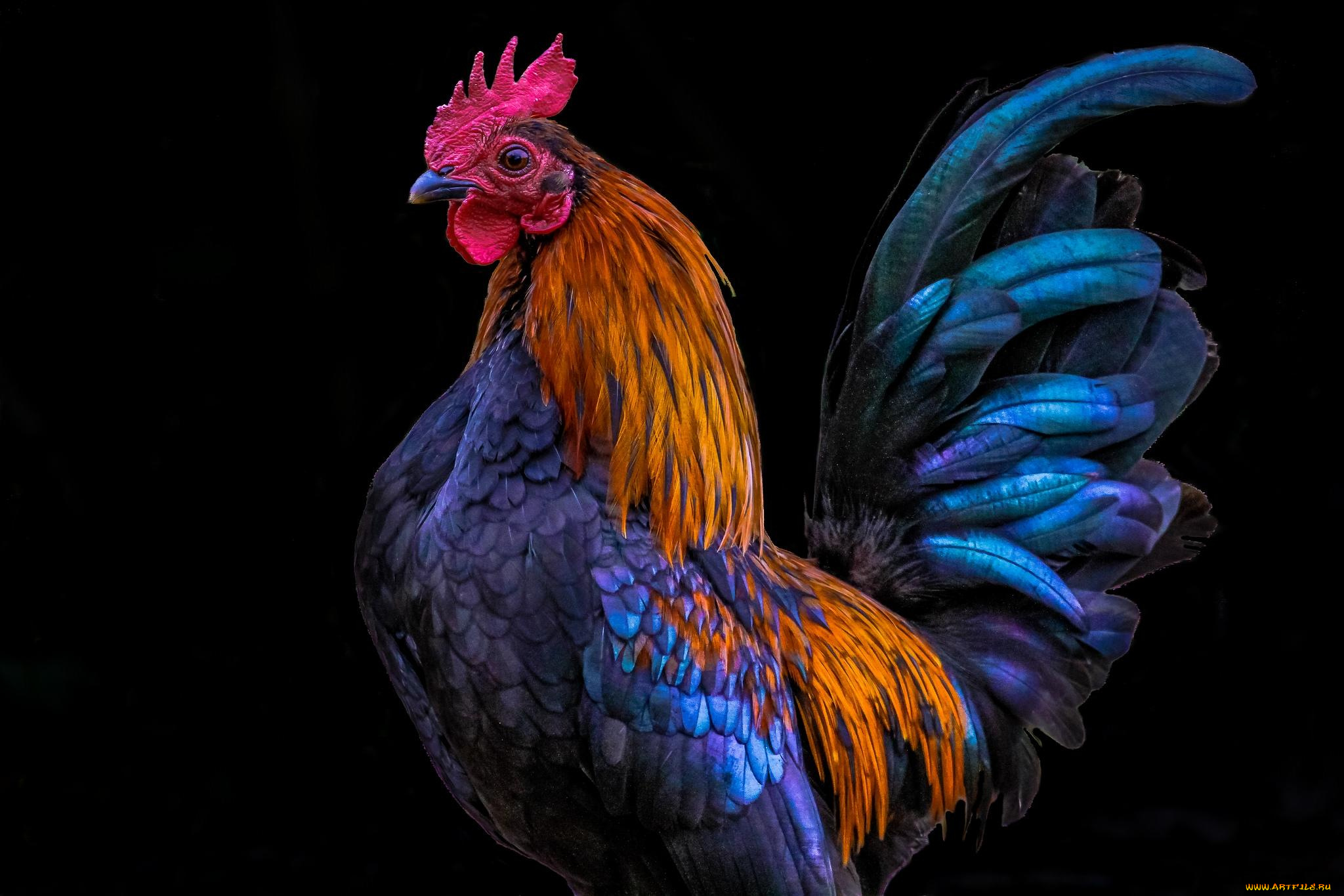 животные, куры, , петухи, петух