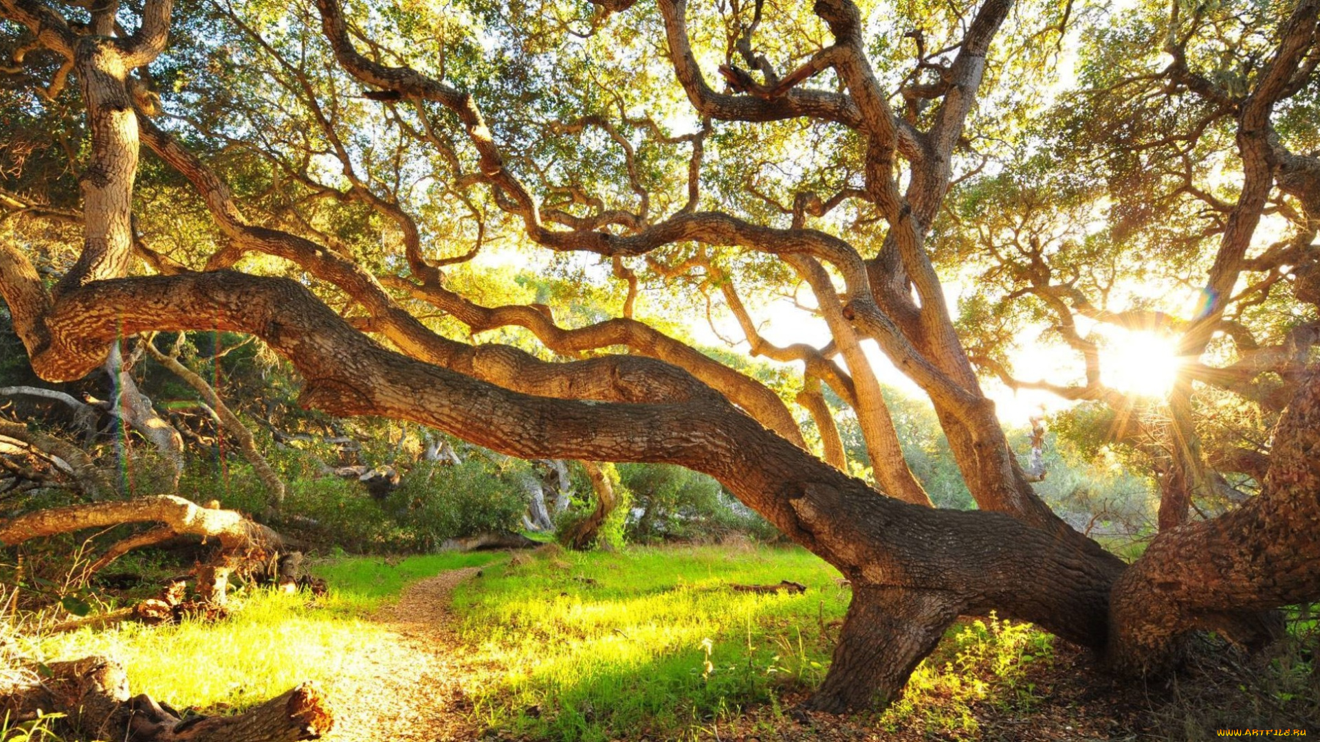 природа, деревья, тропа, дерево, солнце