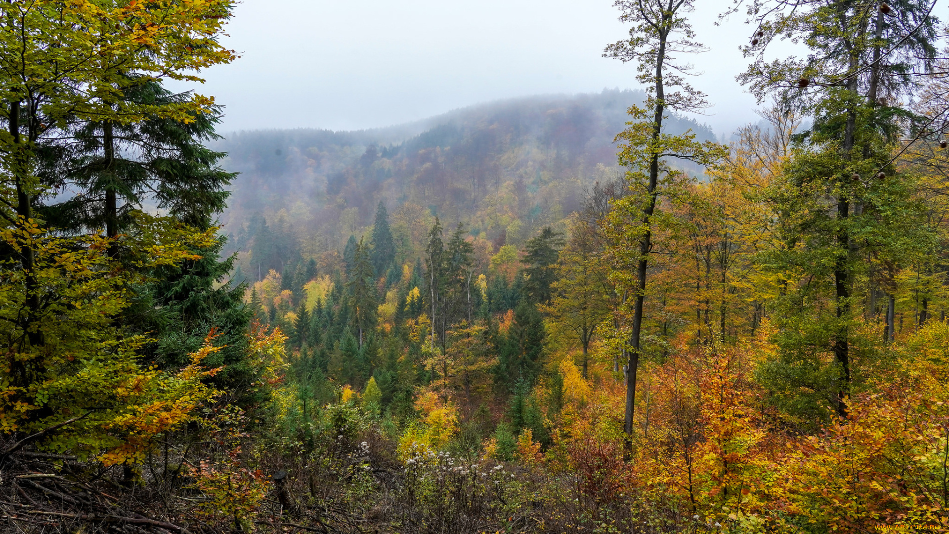 природа, лес, простор