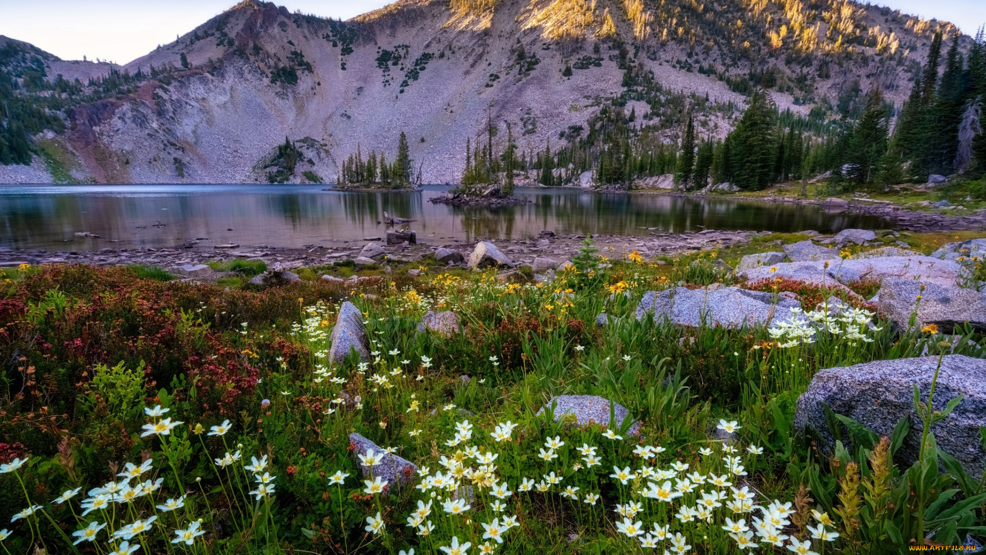 природа, луга, простор