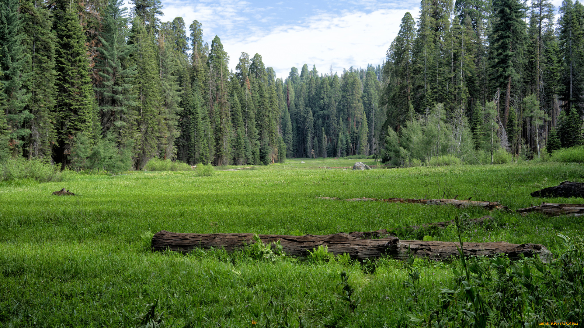 природа, луга, простор