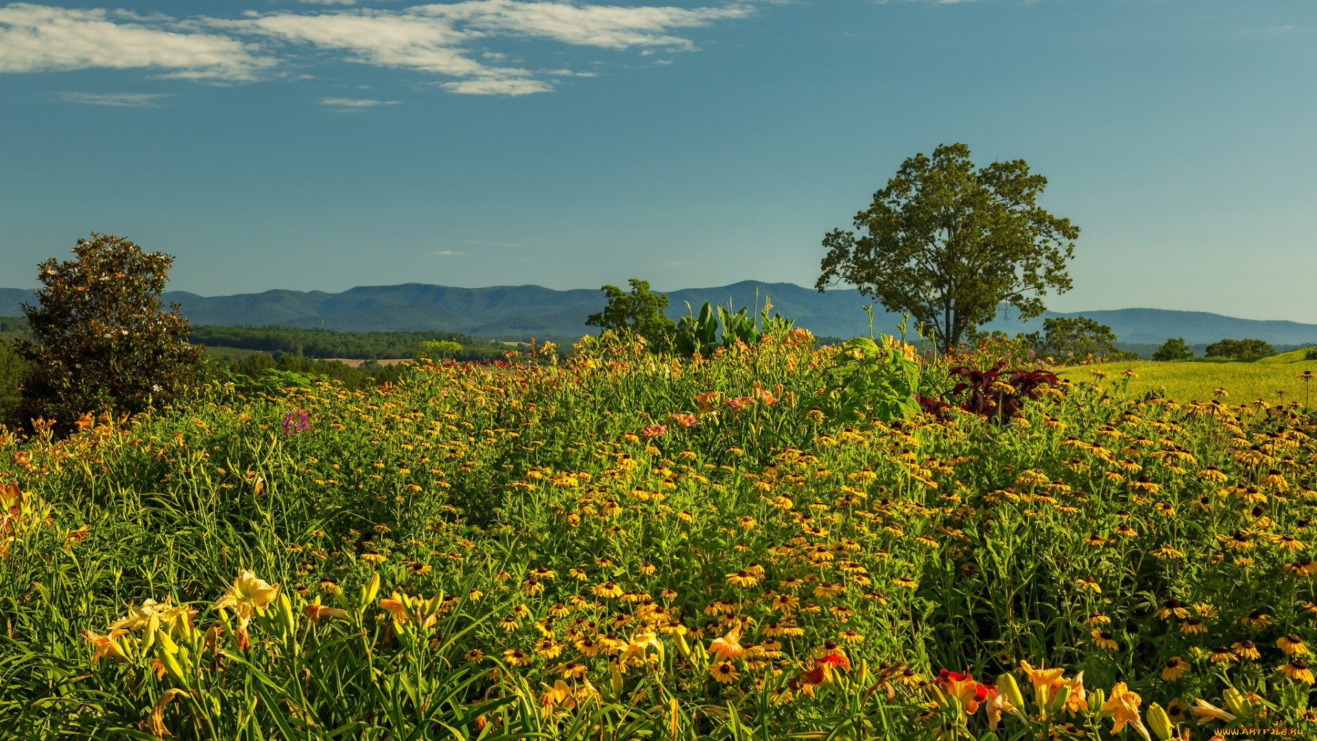 природа, луга, простор