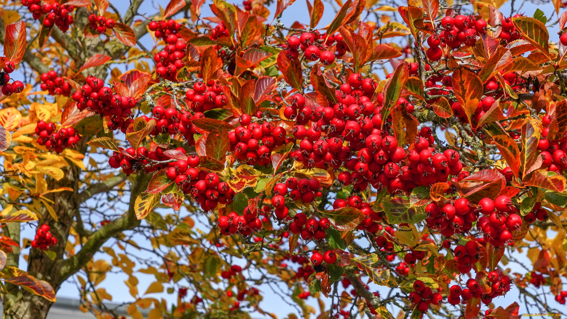 природа, плоды, простор