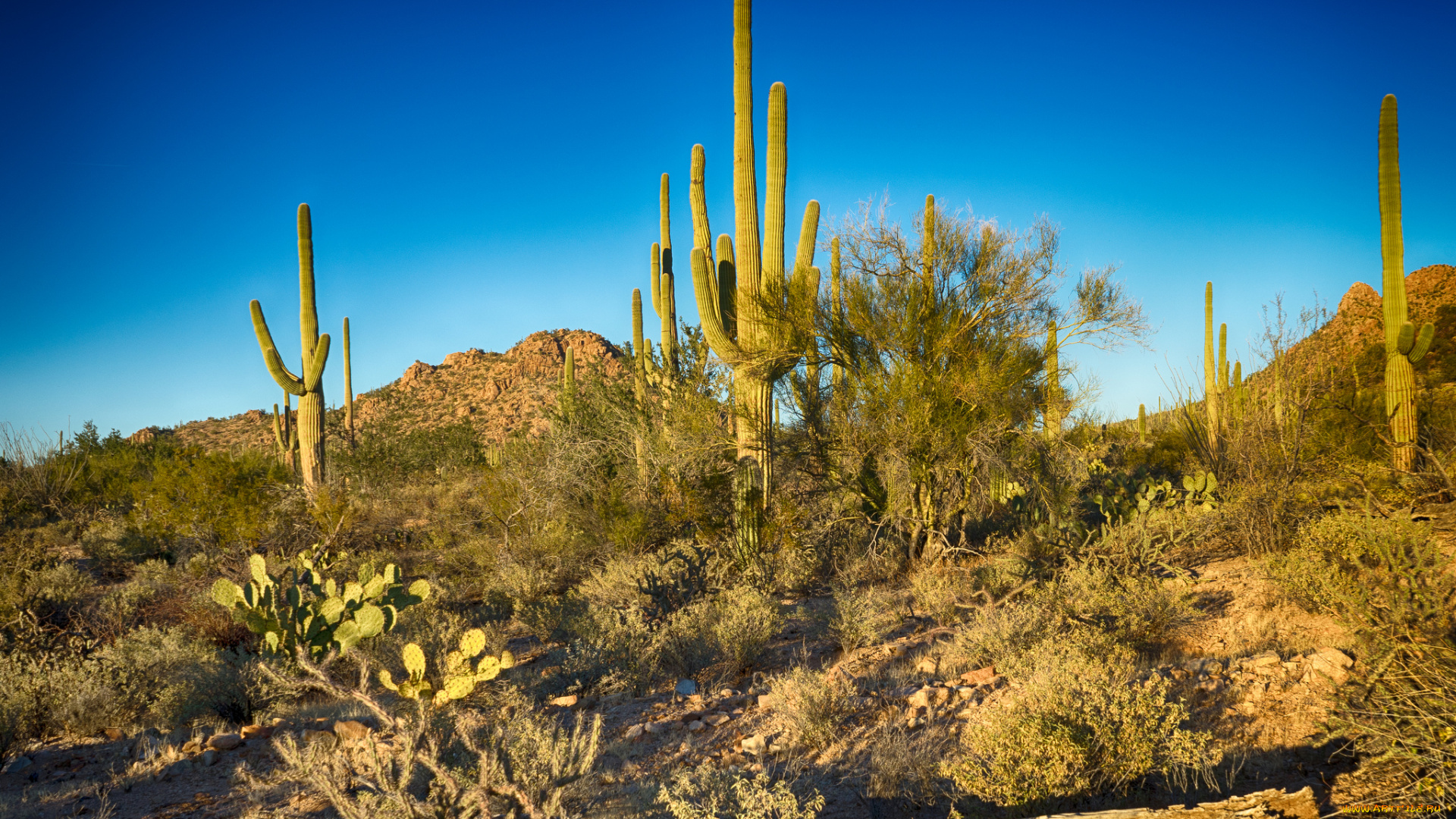 природа, пустыни, простор