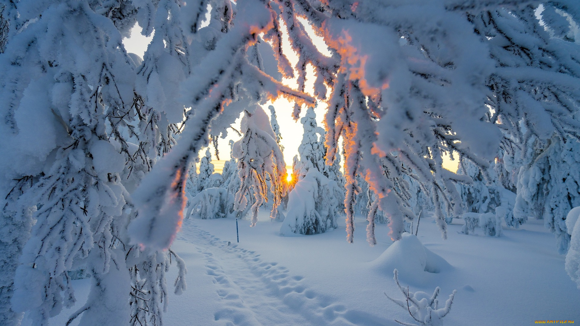 природа, зима, деревья, снег