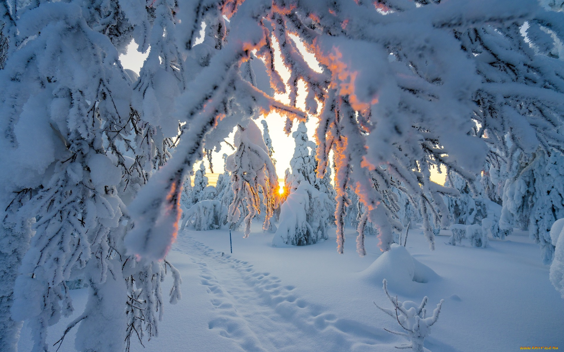 природа, зима, деревья, снег